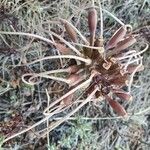 Ammocharis tinneana Άλλα