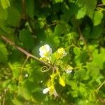 Cardiospermum grandiflorum Blomma