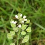 Microthlaspi perfoliatumFlower