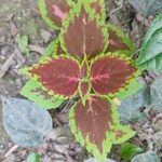 Coleus decurrens Frunză