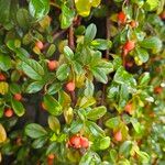 Cotoneaster dammeri Habitus