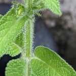 Salvia viridis Bark