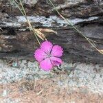 Dianthus graniticus Flors