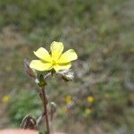 Helianthemum ledifolium Blodyn