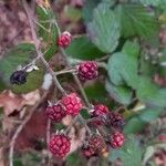 Rubus fruticosus ফল