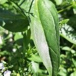 Veronica anagallis-aquatica Leaf