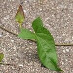 Convolvulus sepium Leaf