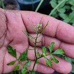 Cardamine bonariensis Leaf