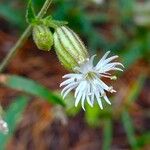 Silene sargentii 花