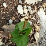 Aristolochia lutea Цвят