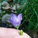 Campanula rotundifolia Blüte