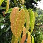 Dryobalanops oblongifolia 葉
