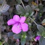 Barleria obtusa Flor