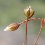 Linum catharticum Fruit