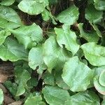 Epimedium perralderianum Leaf