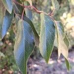 Aristotelia chilensis Fuelha