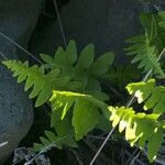 Polypodium californicum Hábito