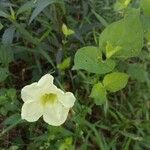 Asystasia gangeticaFlor