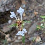 Galeopsis segetum Flower