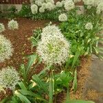 Allium nigrum Цвят