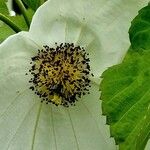 Davidia involucrata Kwiat