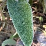 Phlomis cretica Leaf