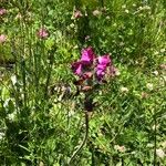 Pedicularis cenisia Flower