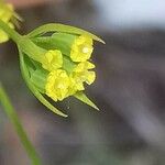 Bupleurum praealtum Blüte