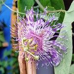 Passiflora incarnata Flor