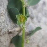 Andrachne telephioides Flower