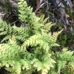 Asplenium adiantum-nigrum Leaf