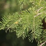 Vachellia sieberiana Blatt