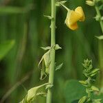 Crotalaria spectabilis Кветка