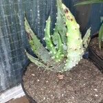 Aloe aculeata Hoja