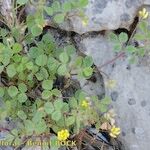 Medicago coronata Hábito