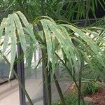 Cycas debaoensis Φύλλο