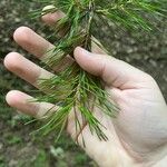 Pinus virginiana Leaf