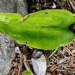 Platanthera bifolia برگ