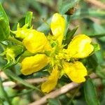 Heimia salicifolia Virág