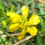 Heimia salicifolia Blüte