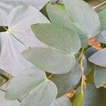 Bauhinia forficata 葉