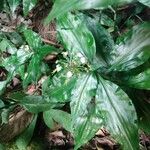 Pollia japonica Flower