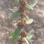 Ammannia baccifera 葉