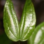 Bauhinia longicuspis 葉