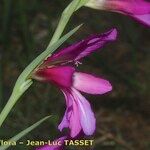 Gladiolus × byzantinus Blomst