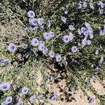 Globularia arabica Blodyn