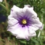 Nierembergia linariifolia Flower