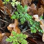 Geranium robertianumFulla