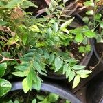 Phyllanthus consanguineus Hostoa