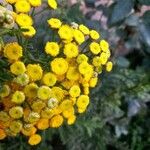 Achillea ageratum Leaf